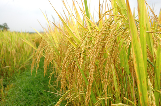 Rice harvesting season